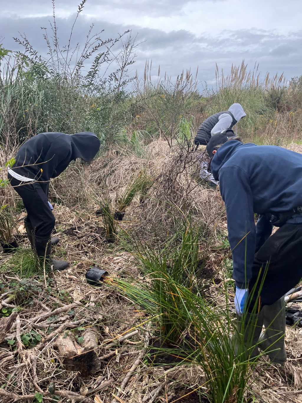Wetlands Restoration