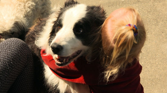 Little girl hugging a dog